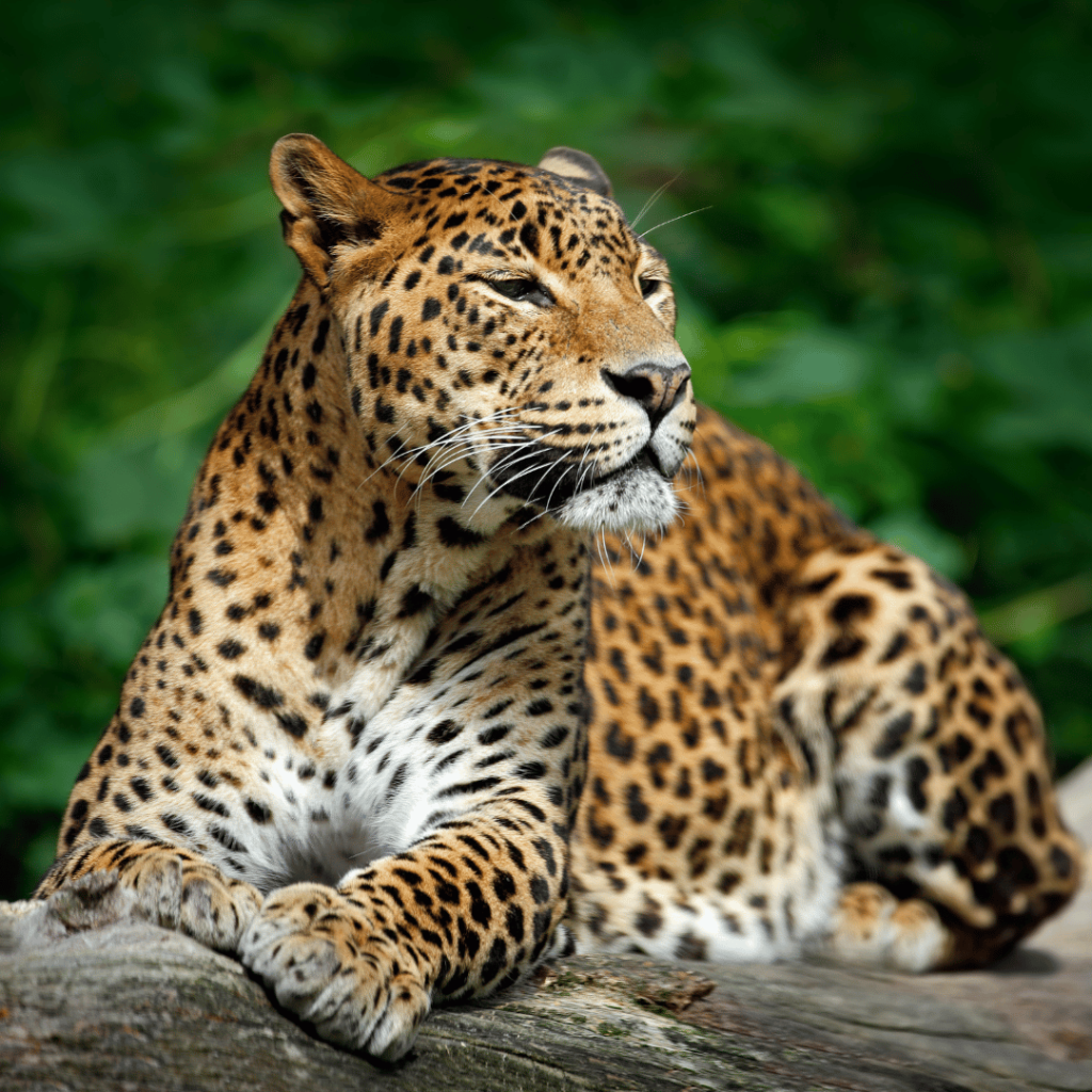 Leopard in Yala National Park