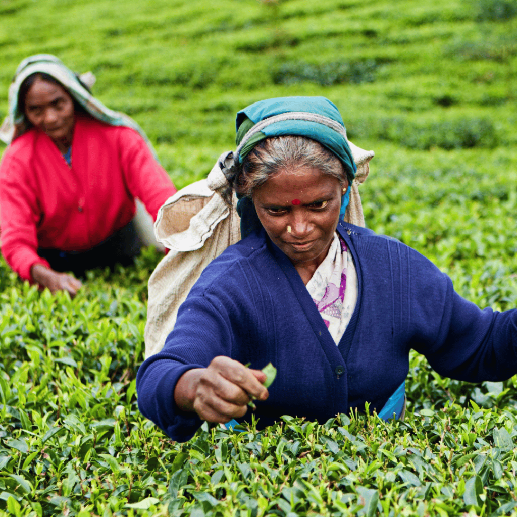 Tea pluckers at work