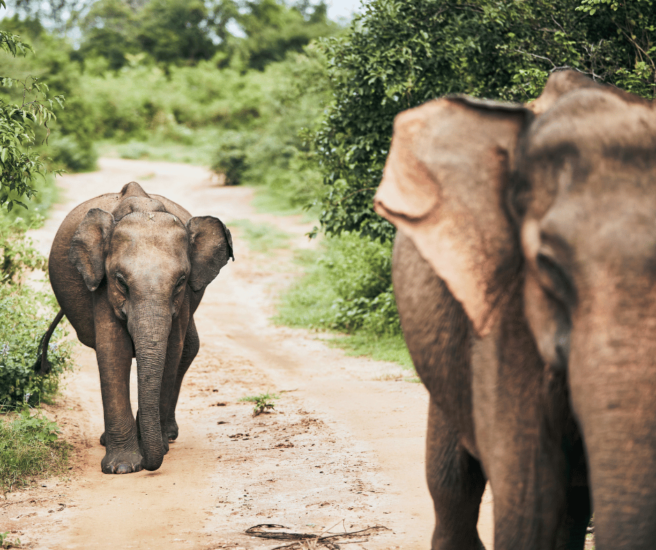 Sri Lanka by Motorcycle Guide - Wildlife