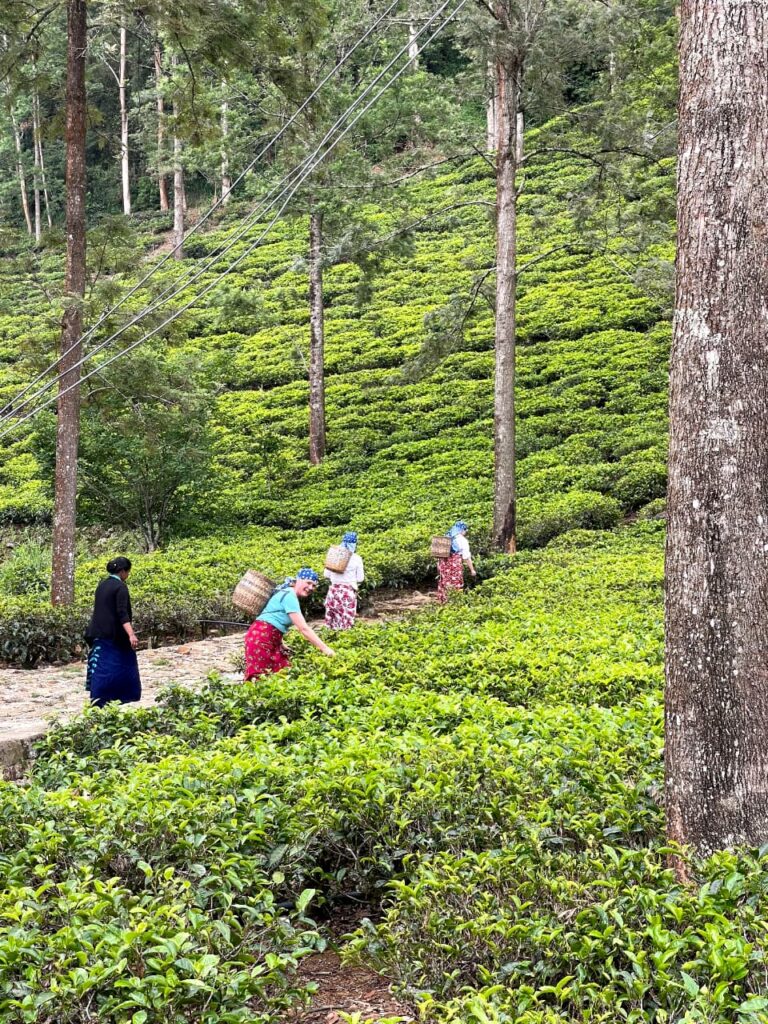 Plucking tea leaves by hand