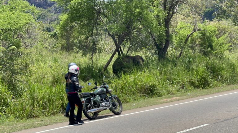 elephant hiding behind tall grass