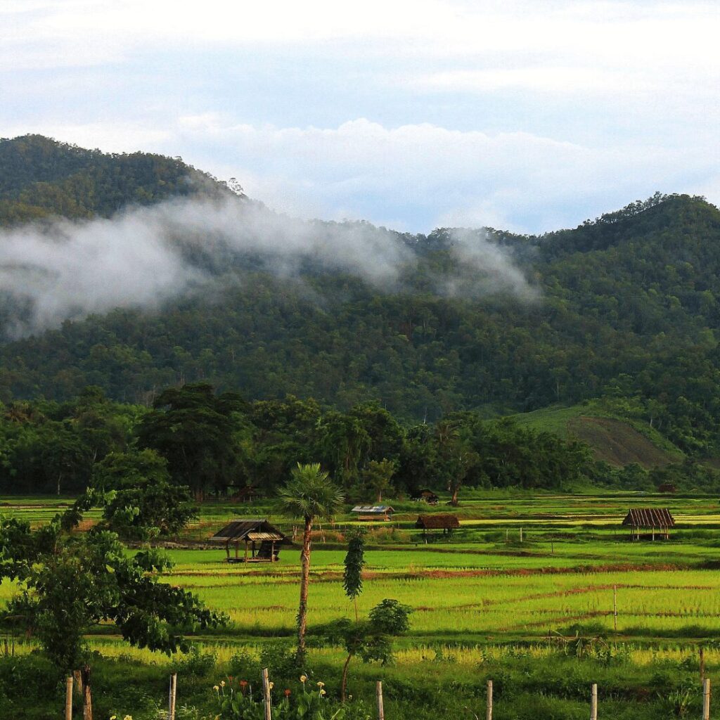 paddy fields in northern thailand