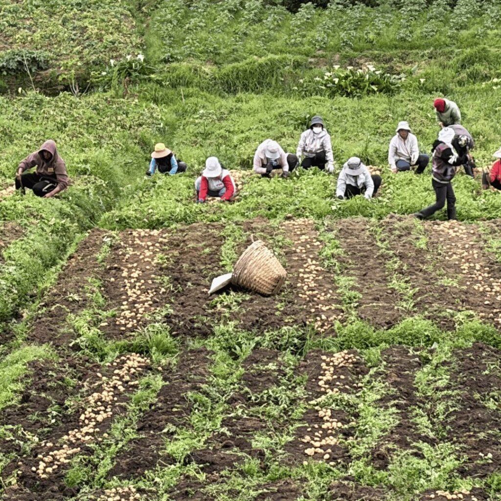 Fields workers