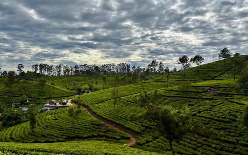 The central highlands